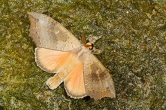Gangarides vardena