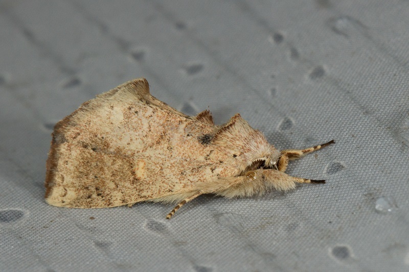 Omichlis dimorpha