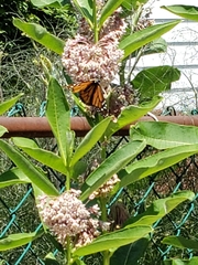 Danaus plexippus