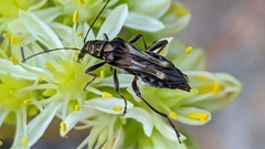 Oedemera basalis