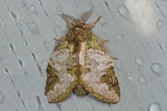 Syntypistis viridimaculata
