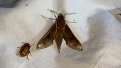 Rhagastis mongoliana