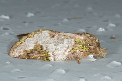 Syntypistis viridimaculata