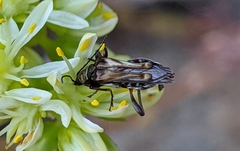 Oedemera basalis
