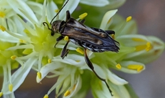 Oedemera basalis