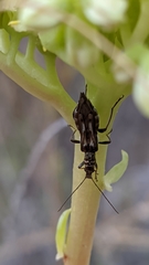 Oedemera basalis