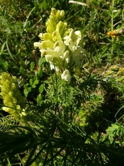Pedicularis comosa