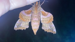 Phyllosphingia dissimilis