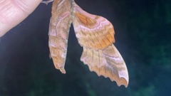Phyllosphingia dissimilis