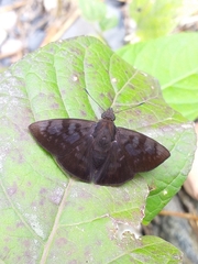 Pellicia