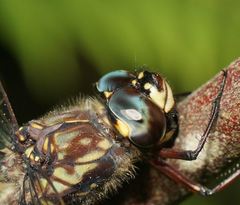 Austroaeschna atrata