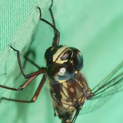 Austroaeschna atrata