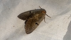 Lophocosma atriplaga