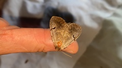 Lophocosma atriplaga