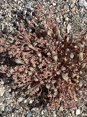 Calyptridium roseum