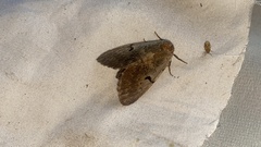 Lophocosma atriplaga