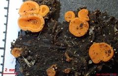 Pulvinula convexella