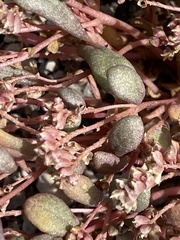 Calyptridium roseum