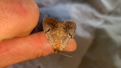 Lophocosma atriplaga