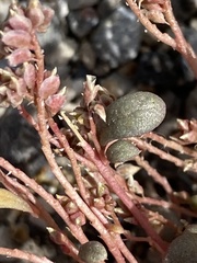 Calyptridium roseum