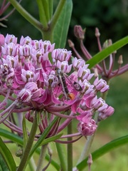 Synanthedon acerrubri