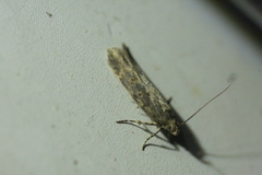 Scrobipalpa ocellatella