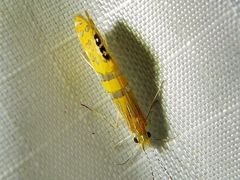 Nectopsyche ortizi