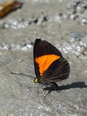 Crocozona pheretima
