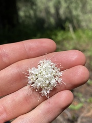 Valeriana californica