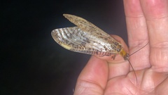 Neochauliodes formosanus