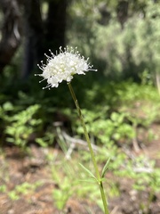 Valeriana californica