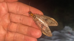 Neochauliodes formosanus