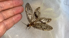 Neochauliodes formosanus