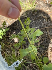 Valeriana californica