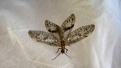 Neochauliodes formosanus
