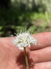 Valeriana californica