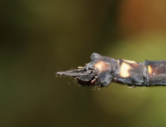 Austroaeschna atrata