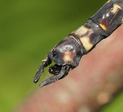 Austroaeschna atrata