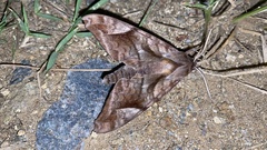 Acosmeryx naga