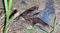 Acosmeryx naga