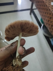 Volvariella volvacea