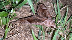 Acosmeryx naga
