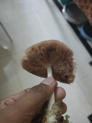 Volvariella volvacea