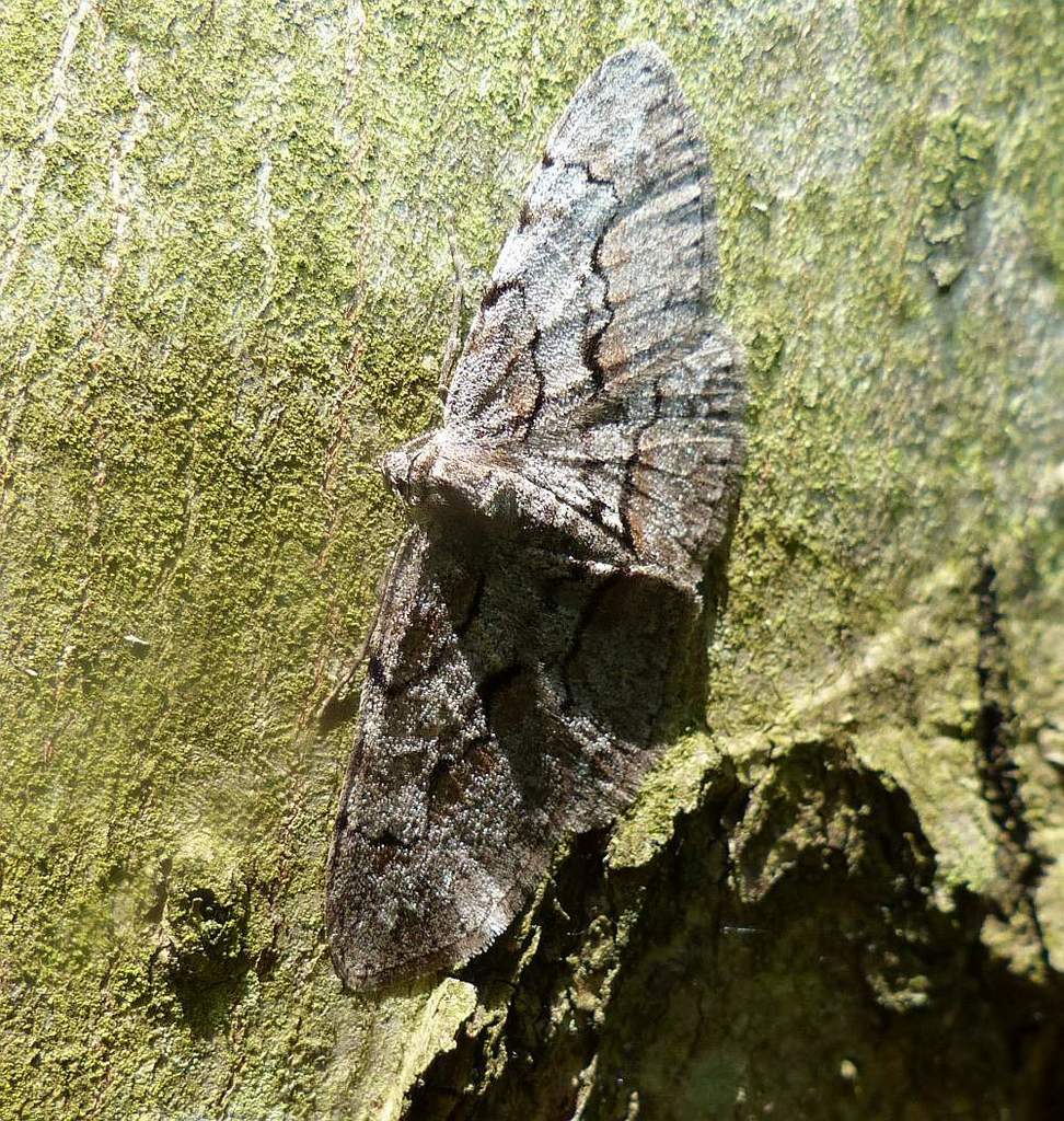Large Purplish Gray