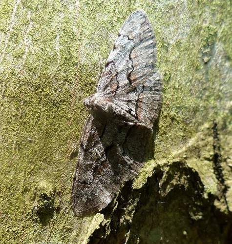 Large Purplish Gray