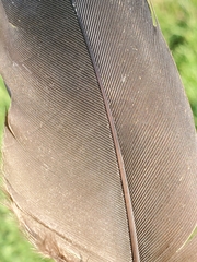 Cathartiformes