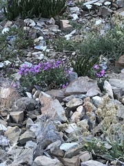 Epilobium siskiyouense