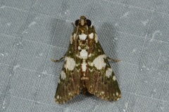 Termioptycha