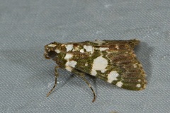 Termioptycha