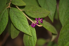 Callicarpa pedunculata